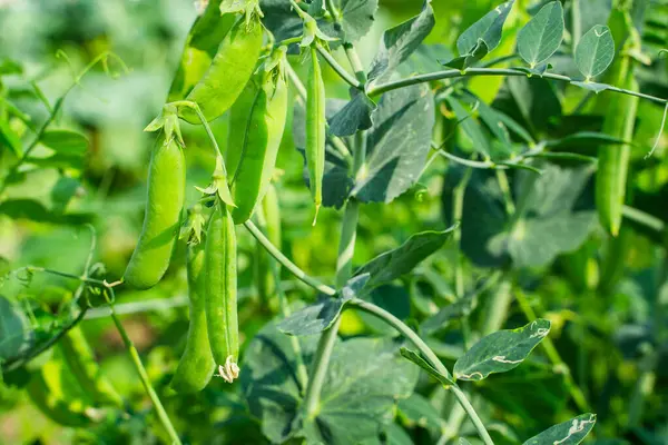 Bahçede büyüyen bezelye kabukları, yakın plan..