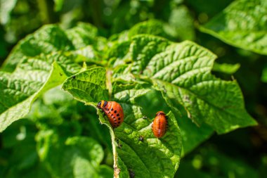 Colorado patates böceği larvası patates yaprakları yiyor, yakın plan..