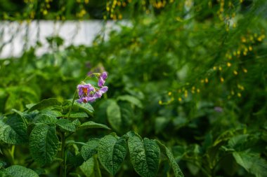 Patatesler mor çiçeklerle açar, yakın plan..