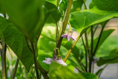 Çiçekli patlıcan, yakın plan mor çiçek..