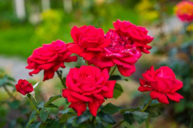 Çiçek açan kırmızı güllerden oluşan bir çalı çiçek tarhında büyüyor, yakın plan..