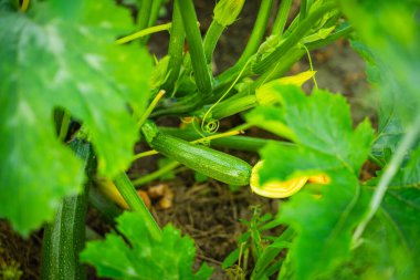 Sebze bahçesinde büyüyen kabak, yakın plan..