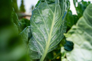 Brüksel yaprağının altındaki beyaz böcekler.