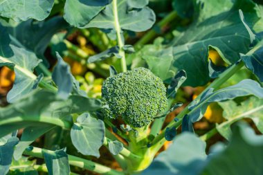 Sebze bahçesinde yetişen brokoli, yakın plan..