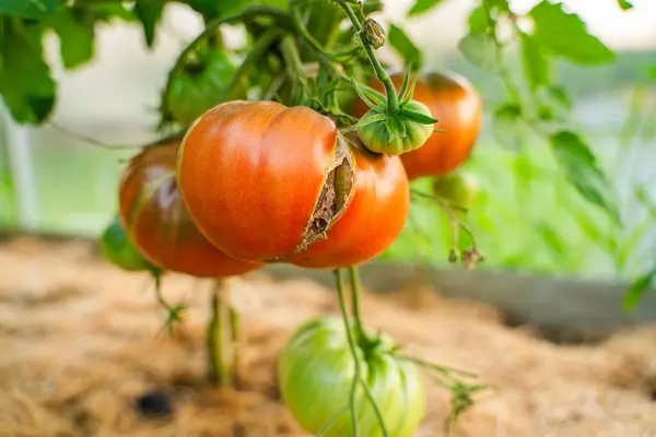 Seradaki yatakta büyük bir domates çatlamış, yakın plan..