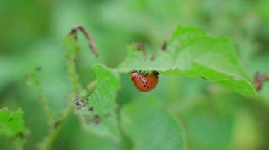 Colorado 'lu bir patates böceği larvası, arka planda kapalı bir alanda sebze bahçesinde patates yaprağı yer. Yüksek kaliteli FullHD görüntüler