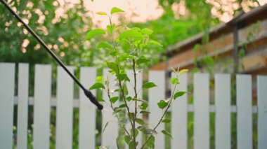 Genç bir armut ağacına akşamleyin beyaz ahşap bir çite karşı ağır çekimde püskürtücü püskürtülüyor. Yüksek kaliteli FullHD görüntüler