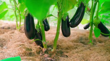 Seradaki bir yatakta büyüyen patlıcanları suluyorum, yakın plan. Yüksek kalite 4k görüntü