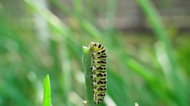 Papilio machaon tırtılı bulanık arka planda yakın plan. Yüksek kaliteli FullHD görüntüler