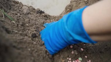 Mavi lastik eldivenli bir el, bir bahçe yatağının toprağına patates yerleştirir, yakın plan. Yüksek kaliteli FullHD görüntüler