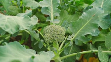 Yumuşak bir kamera sebze bahçesinde yetişen brokoli çiçeklerine zum yapıyor. Yüksek kaliteli FullHD görüntüler
