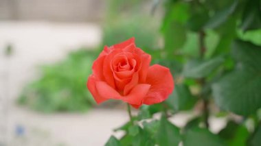 Bulanık arka planda büyüyen narin kırmızı gül, pürüzsüz kamera paraşütü. Yüksek kaliteli FullHD görüntüler