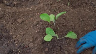Sebze bahçesi yatağına patlıcan filizleri ekme süreci, yakın plan, üst manzara. Yüksek kaliteli FullHD görüntüler