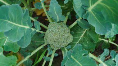 Üst manzara, sebze bahçesindeki brokoliye yakınlaşan kamera. Yüksek kaliteli FullHD görüntüler