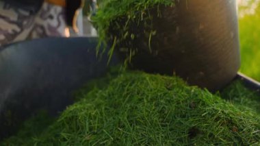 Çimenler bir kovaya dökülüyor, yakın plan. Çimleri biçtim. Yüksek kaliteli FullHD görüntüler