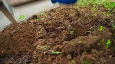 Bir serada bezelye yatağında toprağı sürmek, yavaş çekimde yakın çekim. Yüksek kaliteli FullHD görüntüler