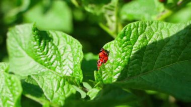 Colorado patates böceği larvası patates yaprağı yiyor, yakından. Güneşli bir yaz günü. Yüksek kaliteli FullHD görüntüler