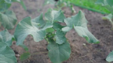 Brokoli yapraklarını spreyle spreyliyor, yakın plan. Yüksek kalite 4 bin kalite fıskiyeli brokoli yaprakları püskürtücü, yakın plan.