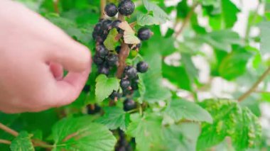 Çalılardan kuşüzümü topluyorum, yakın plan. Böğürtlen topluyorum. Yüksek kalite 4k görüntü