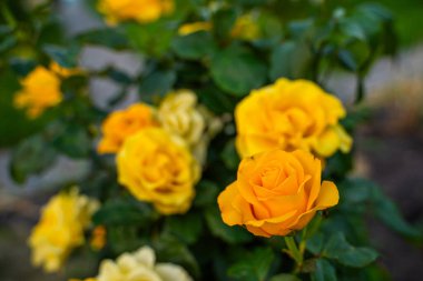 Çiçek açan portakal güllerinden bir çalılık çiçek tarhında büyüyor, yakın plan..