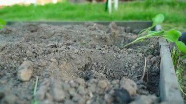 Lastik eldivenli bir el sebze bahçesindeki bir yatağın toprağına lahana fidanlarını yerleştirir, yavaş çekimde. Yüksek kaliteli FullHD görüntüler