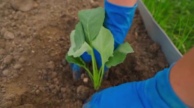 Mavi lastik eldivenli kadın eller sebze bahçesindeki bir yatağa lahana fideleri dikiyorlar. Yüksek kalite 4k görüntü