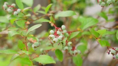 Yeşil olgunlaşmamış yaban mersini çalıların üzerinde, yakın plan. Yüksek kaliteli FullHD görüntüler