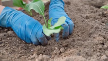 Mavi lastik eldivenli kadın eller sebze bahçesindeki bir yatağa lahana fideleri dikiyorlar. Yüksek kalite 4k görüntü