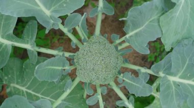 Sebze bahçesinde büyüyen brokoli manzarası. Yüksek kaliteli FullHD görüntüler