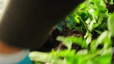 Domates fideleri seradaki yatağın toprağına konur, yakın plan. Yüksek kalite 4k görüntü