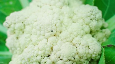 Büyüyen karnabahar üzerinde sürünen küçük siyah böcekler, yakın plan. Yüksek kaliteli FullHD görüntüler