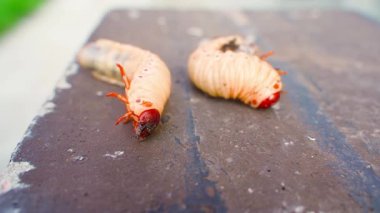 İki büyük beyaz larva hareket ediyor, yakın plan. Yüksek kalite 4k görüntü