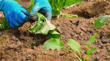 Mavi lastik eldivenli kadın eller sebze bahçesindeki bir yatağa lahana fideleri dikiyorlar. Yüksek kalite 4k görüntü