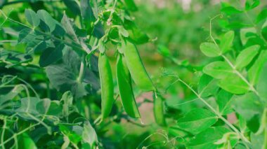 Güneşli bir günde sebze bahçesinde bezelye kabuklarını elle kontrol etmek. Yüksek kalite 4k görüntü