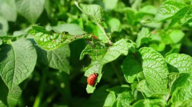 Colorado patates böceğinin kırmızı larvaları güneşli bir günde bahçede patates yaprağı yerler. Yüksek kalite 4k görüntü