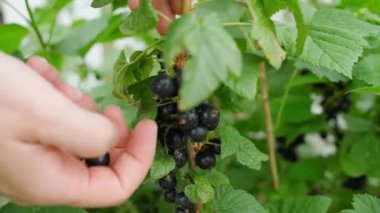 Yakından kuşüzümü hasat ediyorum. Yüksek kalite 4k görüntü