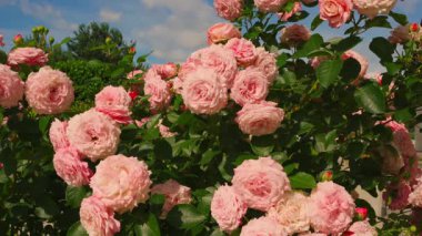 Güneşli bir günde yetişen bir sürü güzel pembe Pierre de Ronsard gülleri, yakın plan. Yüksek kalite 4k görüntü