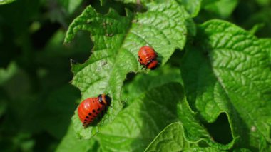 Colorado patates böceğinin kırmızı larvaları güneşli bir günde bahçede patates yaprağı yerler. Yüksek kalite 4k görüntü