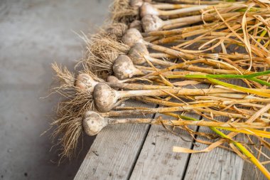 Bahçe yatağından yeni toplanmış sarımsak, yakın plan..
