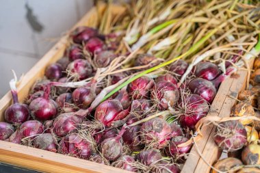 Depoda soğan hasadı, yakın plan..