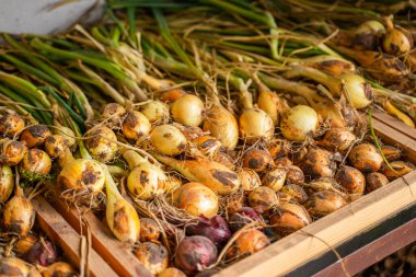Depoda soğan hasadı, yakın plan..