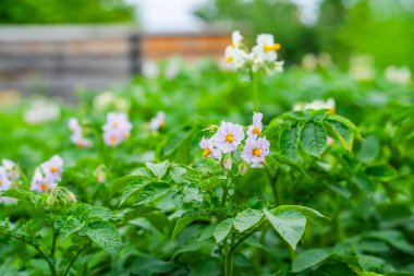 Bahçe yatağında çiçek açan patatesler, yakın plan.
