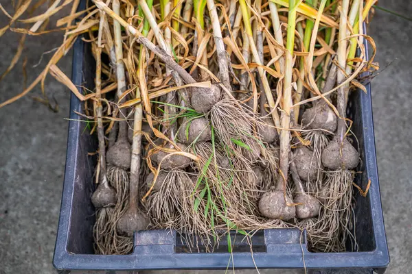Sarımsak hasadı depoda, yakın plan..