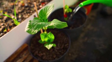 Genç ortanca filizleri yavaş çekimde bir sulama kutusundan sulanıyor. Yüksek kaliteli FullHD görüntüler