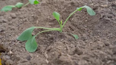 Mineral gübresi genç bir lahana filizinin altına dökülüyor, yakın plan. Yüksek kaliteli FullHD görüntüler
