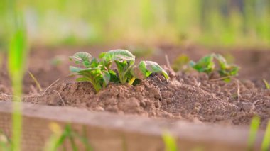Sebze bahçesi yatağı ve taze filizlenmiş patatesler. Yakın plan. Pürüzsüz kamera hareketi. Yüksek kaliteli FullHD görüntüler