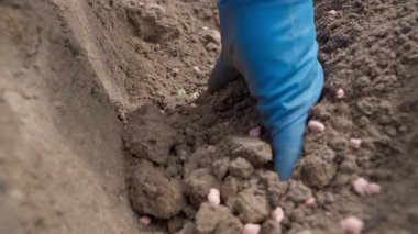 Bahçe toprağına elle patates ekiyorum, yakın plan. Yüksek kaliteli FullHD görüntüler