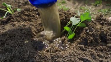 Lahana fidelerinin kökleri dikmeden önce suyla doldurulur. Yüksek kaliteli FullHD görüntüler