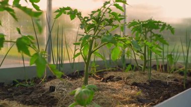 Seradaki bir yatakta büyüyen genç domates filizleri, yakın plan. Yüksek kaliteli FullHD görüntüler