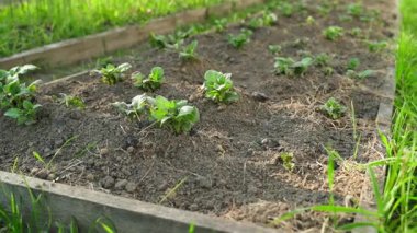Sebze bahçesi yatağı ve taze filizlenmiş patatesler. Yakın plan. Pürüzsüz kamera hareketi. Yüksek kaliteli FullHD görüntüler